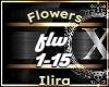 Flowers - Ilira