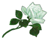 white rose scintillating