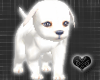 *-*Lovely Very white dog