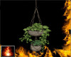 HF BHK Hanging Plants