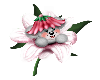 Flower Bear 2