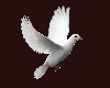 White Dove Animated