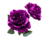 [Zyl] Purple roses