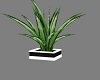 Classy Plant