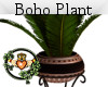 Boho Plant