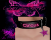 Custom Circus Collar RQ