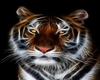 tiger in frame