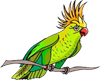 (KD) Parrot