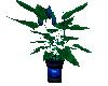 Blue Rose Plant 