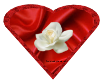 rose frame with rose