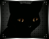 [ZX]Kitten Head