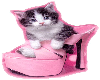 Cat in a shoe