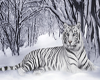(KD)White tiger