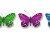multi color butterflies