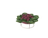 potted plant