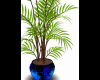 [NRD] Blue&Black Plant