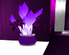 lavender refl/plant