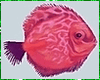 Kawaii Fish Animated