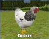 *Chicken