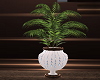 Krystal Palm Plant