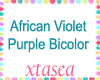 Purple African Violets