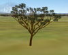 African Acacia Tree