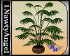 (1NA) Pot Plant