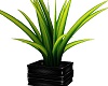 Luxus Plant