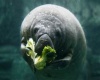Manatee eating a cabbage