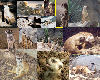 Meerkat Collage