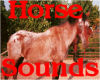 Api - Horse Sounds 3