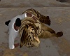 Tiger + hug oasis