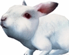 rabbit / coelho
