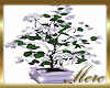 Serenity Gardenia Tree