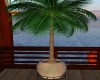 White palm Pot