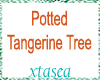 Potted Tangerine Tree