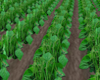 TF* Green Beans Field