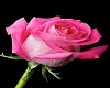*L* Pink Rose Pic