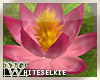 Huge Pink Lotus Flower