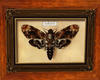 deaths head moth frame