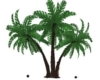 Palm Trees (A)