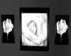 [TA] White Roses Picture