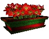 >Red Amarylis Planter<