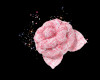HIRO-camelliahairpin