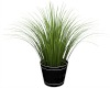 Grassy Plant in a Pot