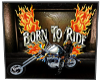 Woogwai Born To Ride