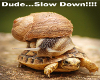 slow down!!