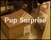 Pups Surprise Video Clip