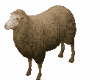 T-Sheep-Ani