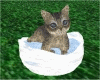 Baby Kitten W/Bed & Bowl